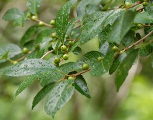 Are savannah holly berries poisonous to shops dogs